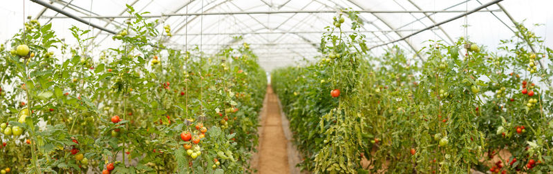 Close-up of plants growing in greenhouse