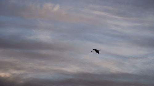 Low angle view of bird flying in sky