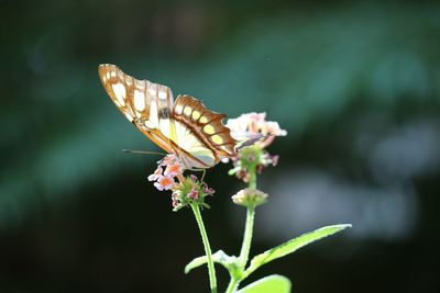 Close-up of butterfly pollinating on flower