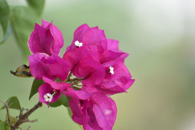 Close-up of pink rose flower