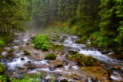 Scenic view of waterfall in forest