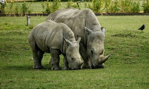 Rhinoceros grazing on grassy field at cotswold wildlife park