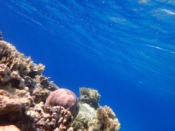 Fish swimming in sea