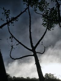 Low angle view of bare tree against sky