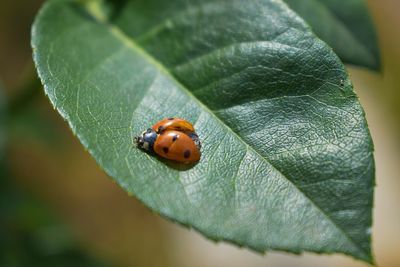 Close-up of ladybug on leaf