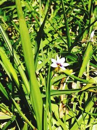 Close-up of flowers blooming outdoors