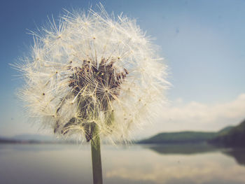 Close-up of wilted dandelion against sky