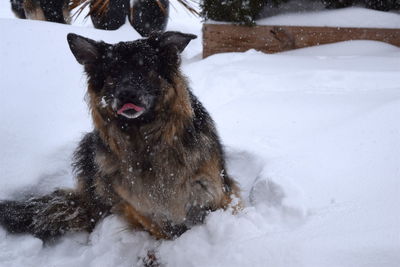 Dog in snow