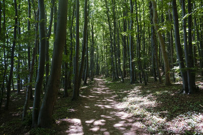 View of bamboo trees in forest