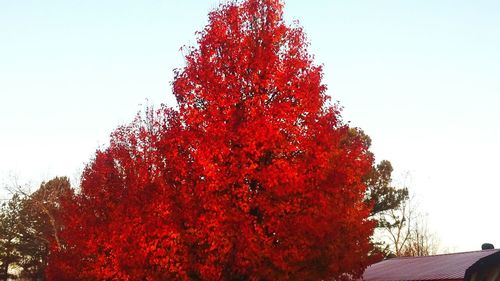 Low angle view of trees against clear sky