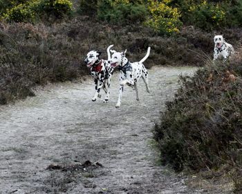 View of dogs on dirt road