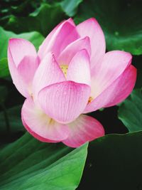 Close-up of pink flower blooming outdoors