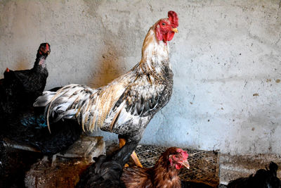 Close-up of chickens against wall