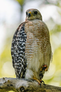 Red shouldered hawk