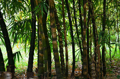 Trees in forest