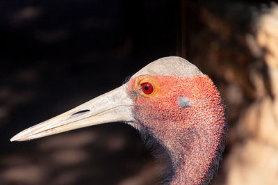 Close-up side view of a bird