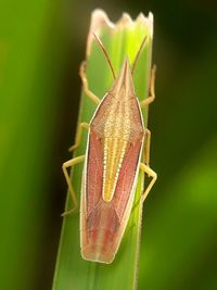 Close-up of insect on leaf