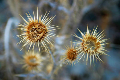 Close-up of wilted dandelion