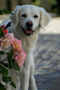 Close-up portrait of a dog