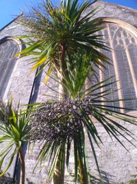 Low angle view of palm trees against sky