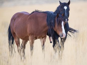 Horses in a field