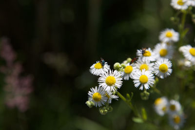 Close-up of white flowering plants