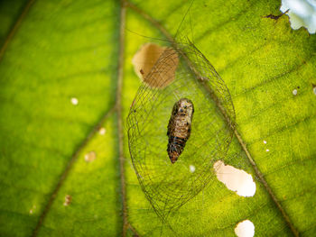 Close-up of insect on leaf