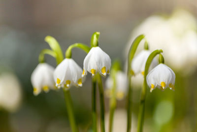 Close-up of white flowering plants