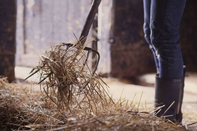 Midsection of farmer shoveling hay in barn