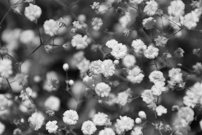 Close-up of flowers