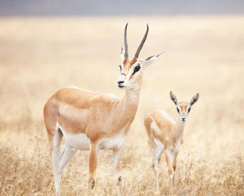 Side view of deer on field