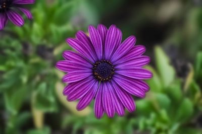 Close-up of purple daisy flower blooming outdoors