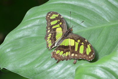 Close-up of butterfly on leaf