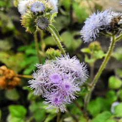 Close-up of purple flowers