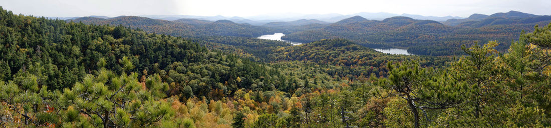 High angle view of plants growing on land