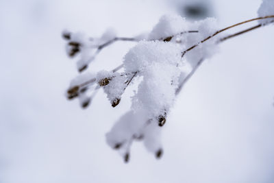 Close-up of frozen plant