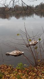 Scenic view of lake