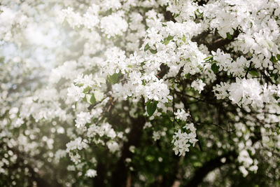 Close-up of white flowering plant