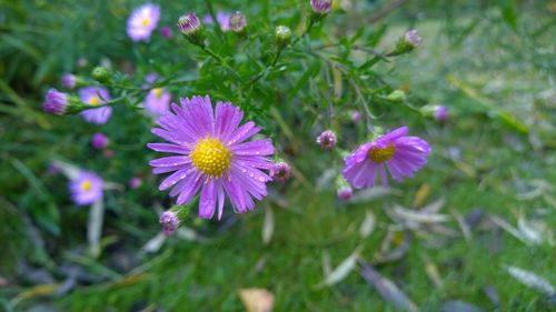 Close-up of purple flowers blooming outdoors