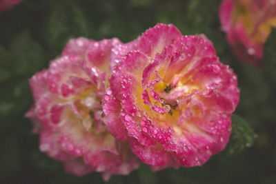 Close-up of water drops on pink flower