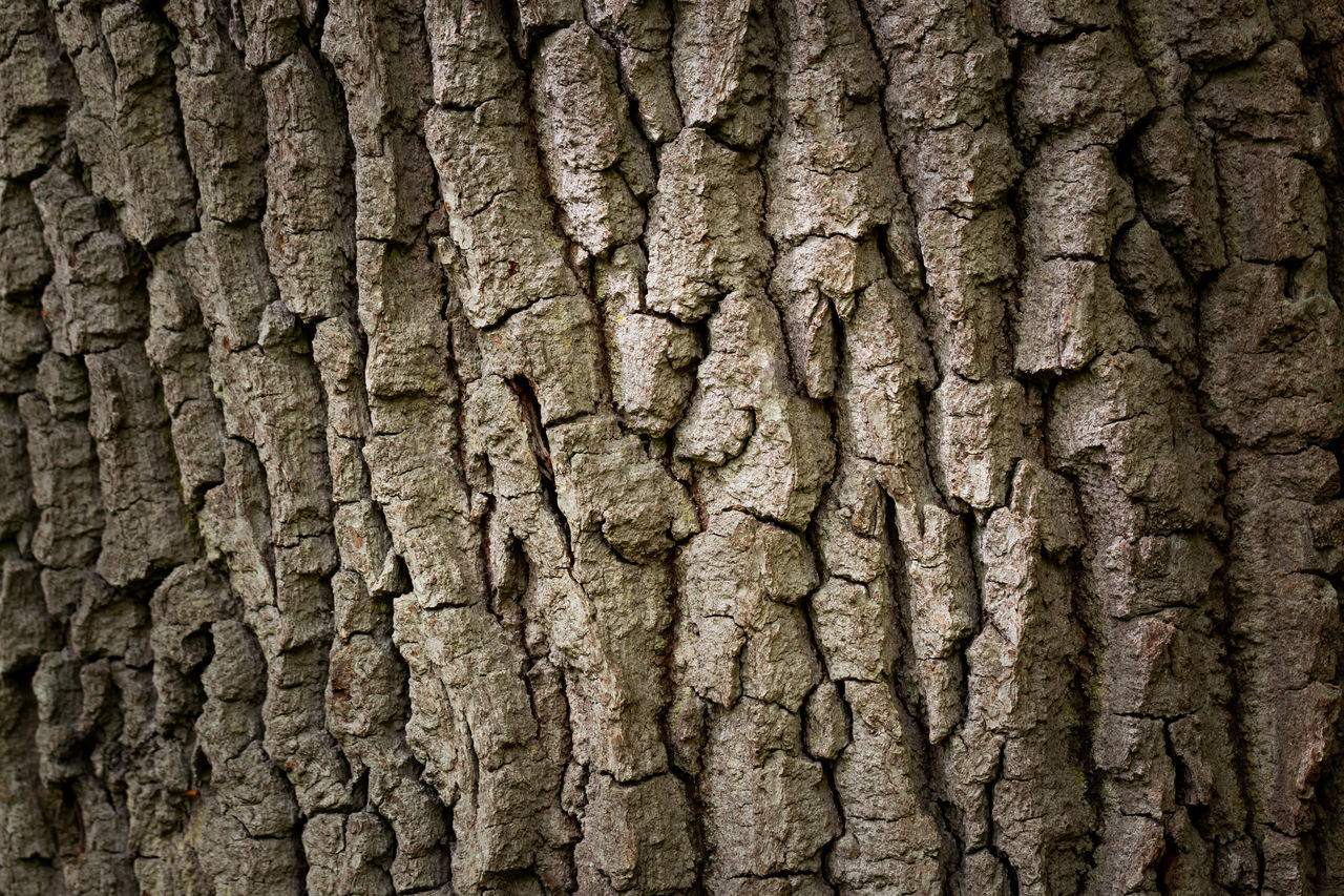 FULL FRAME OF TREE TRUNK