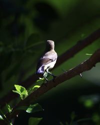 Bird perching on a tree