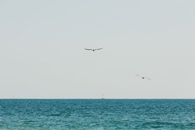 Birds flying over sea against clear sky