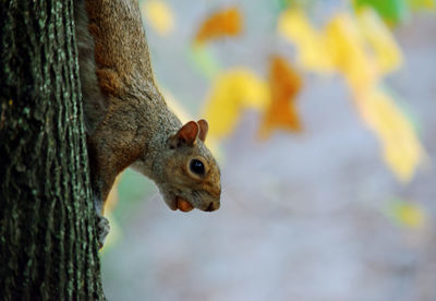 Close-up of squirrel on tree trunk