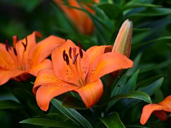 Close-up of orange lily blooming outdoors