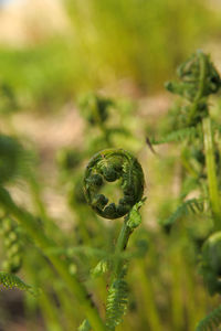 Close-up of flower growing on field