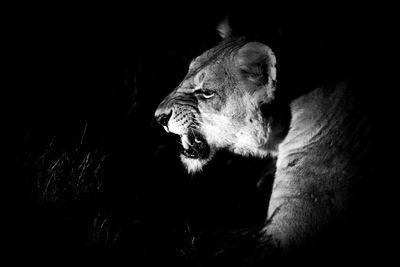 Close-up of lion against black background