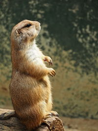 Squirrel sitting on rock