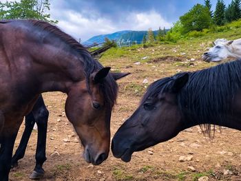 Horses in a field