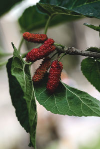 Close-up of strawberry growing on plant